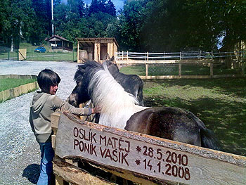 Oslík Matěj a poník Vašík - ZOO koutek pro děti v Černé v Pošumaví | Hotel Racek Černá v Pošumaví - ubytování Lipno | Šumava
